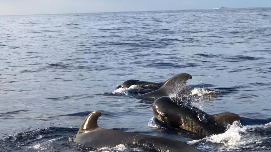Costa Adeje: Whale and Dolphin Cruise with Food and Pickup - Key points at a glance
