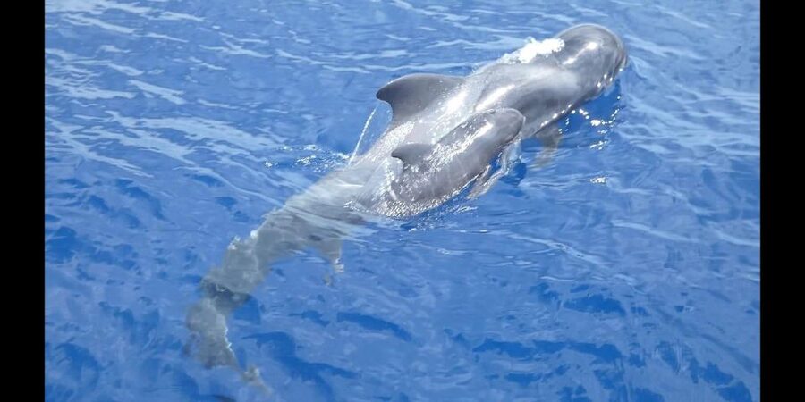 Costa Adeje: Whale and Dolphin Cruise with Food and Pickup - Watching pilot whales along Tenerife’s south coast