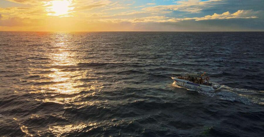 Costa Adeje: Whale and Dolphin-Watching Boat Excursion - The quick take: five things worth knowing