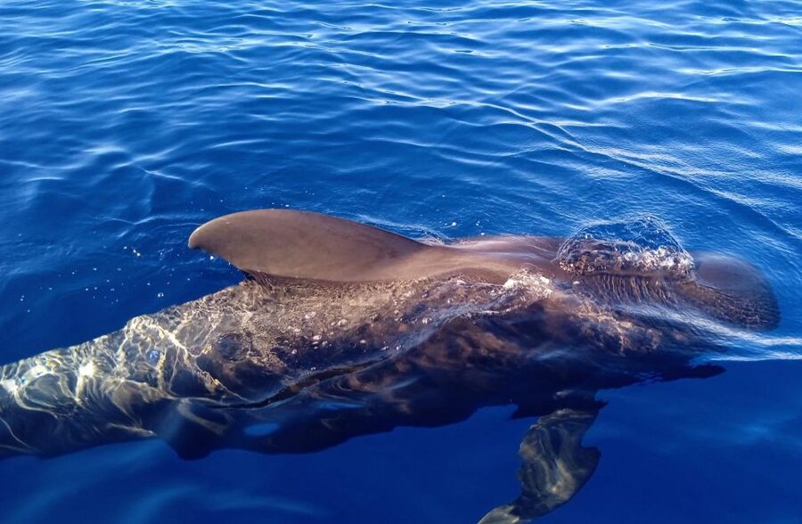 Costa Adeje: Whale and Dolphin-Watching Boat Excursion - A sandwich, a drink, and sensible extras