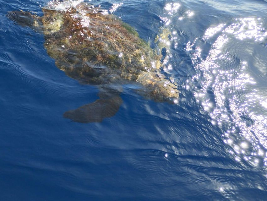 Costa Adeje: Whale and Dolphin-Watching Boat Excursion - Weather, sea conditions, and realistic expectations