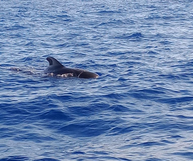 Costa Adeje: Whale and Dolphin-Watching Boat Excursion - Two hours in open water