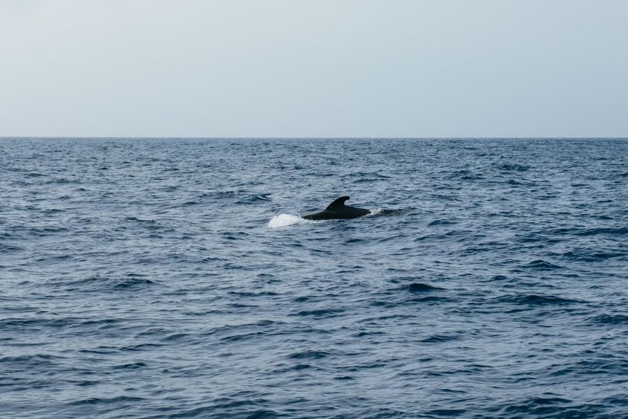 Costa Adeje: Whale & Dolphin Eco-Cruise with Snacks & Drinks - Coast views from Playa de las Américas to Masca