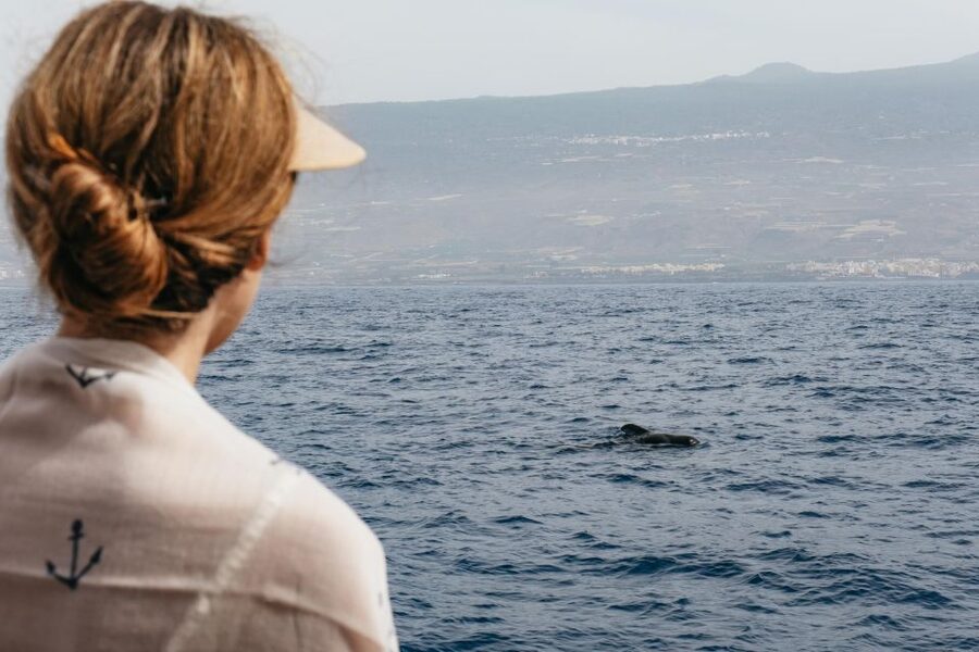 Costa Adeje: Whale & Dolphin Eco-Cruise with Snacks & Drinks - Watching whales in the Teno-Rasca sanctuary
