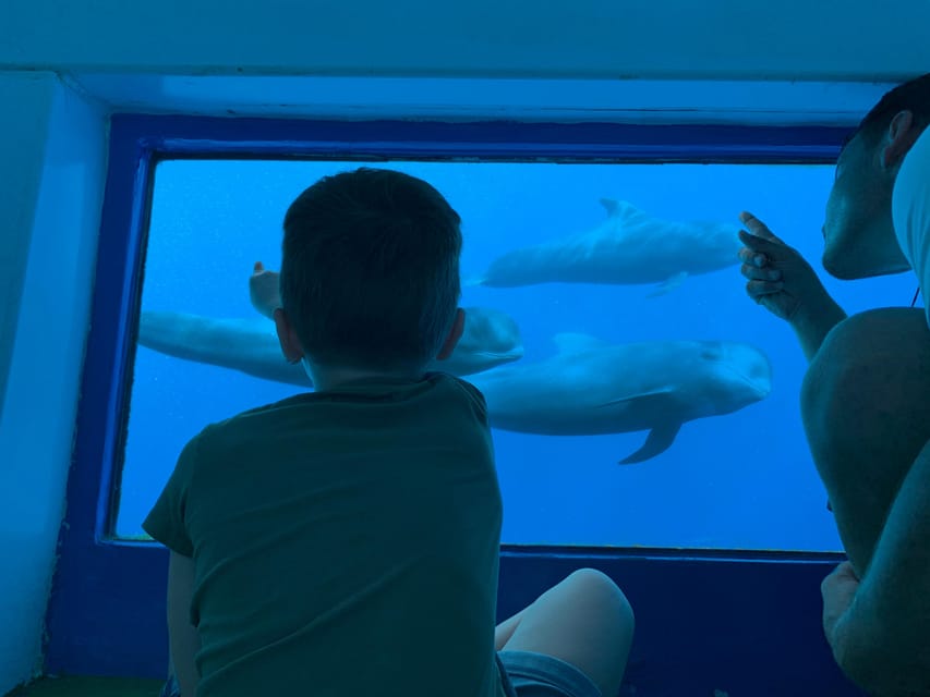 Costa Adeje: Whale & Dolphin Submarine Vision Mini Cruise - Quick points before you book
