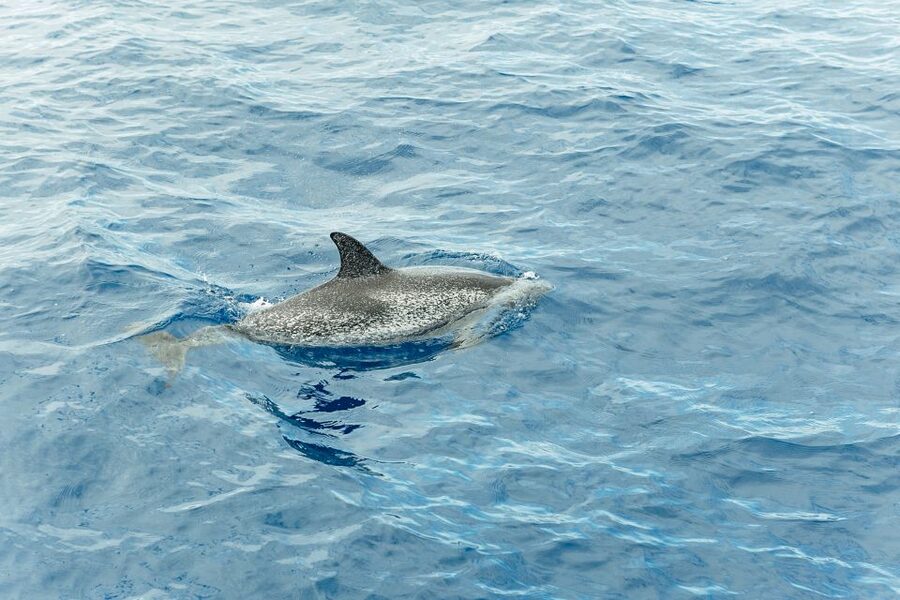 Costa Adeje: Whale & Dolphin Submarine Vision Mini Cruise - A 30-minute coastal finish after the wildlife search