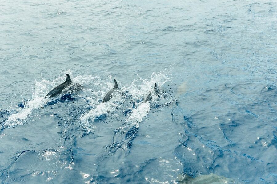 Costa Adeje: Whale & Dolphin Submarine Vision Mini Cruise - Comfort, space, and the question of seasickness