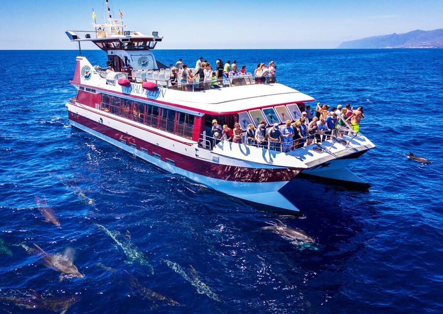 Costa Adeje: Whale & Dolphin Submarine Vision Mini Cruise - Searching for pilot whales and dolphins off Costa Adeje