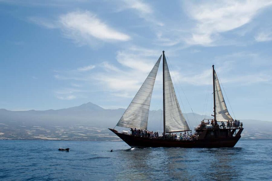 Costa Adeje: Whale & Dolphin Watching Cruise with Swim - My final take: book it if the sea is part of the plan