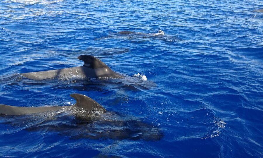 Costa Adeje: Whale & Dolphin Watching Cruise with Swim - Relaxing on deck, with drinks available