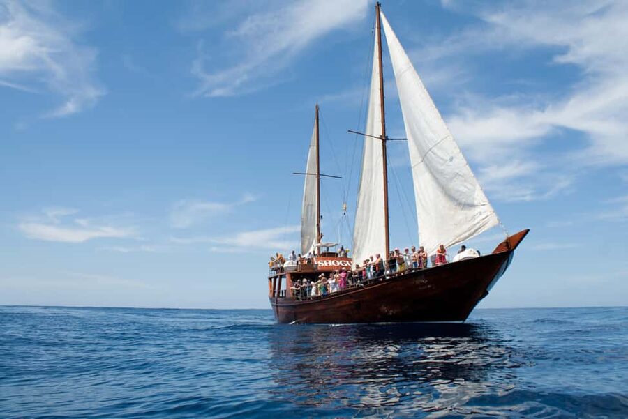 Costa Adeje: Whale & Dolphin Watching Cruise with Swim - How the price compares with the experience