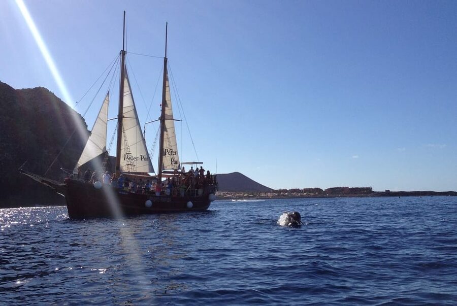 Costa Adeje: Whale & Dolphin Watching Cruise with Swim - Choosing between two hours and five hours