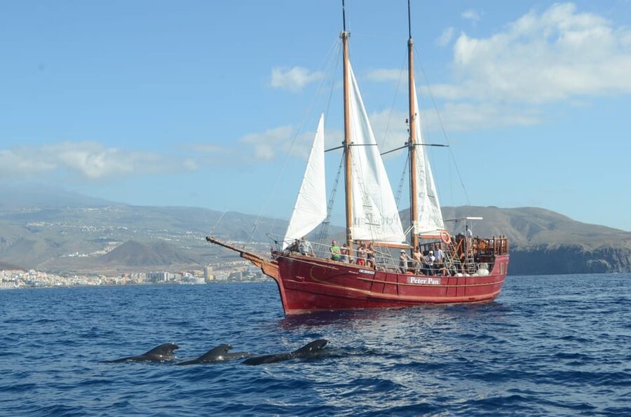 Costa Adeje: Whale & Dolphin Watching Cruise with Swim - Who will enjoy this cruise most