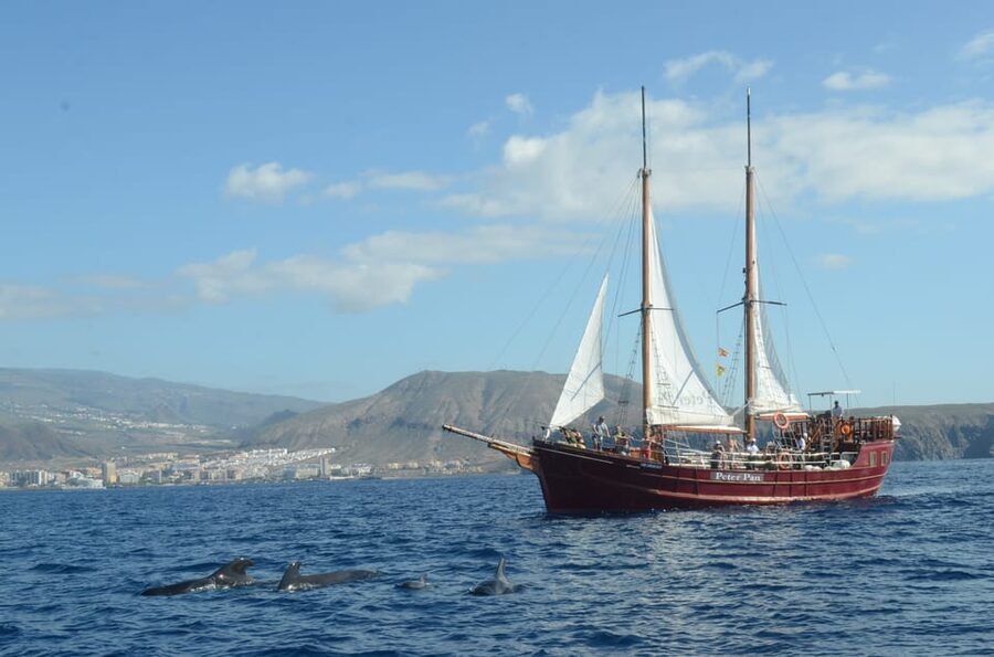 Costa Adeje: Whale & Dolphin Watching Cruise with Swim - What to bring and how to prepare