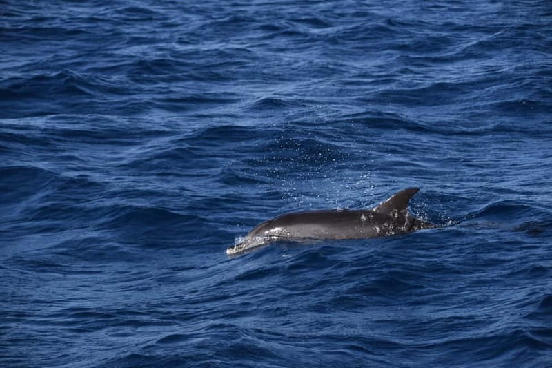 Costa Calma: Fuerteventura Dolphin Watching Boat Tour - Why the speedboat changes the dolphin-watching experience