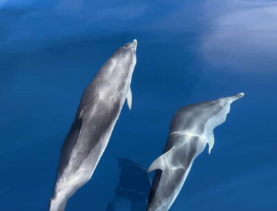 Costa Calma: Fuerteventura Dolphin Watching Boat Tour