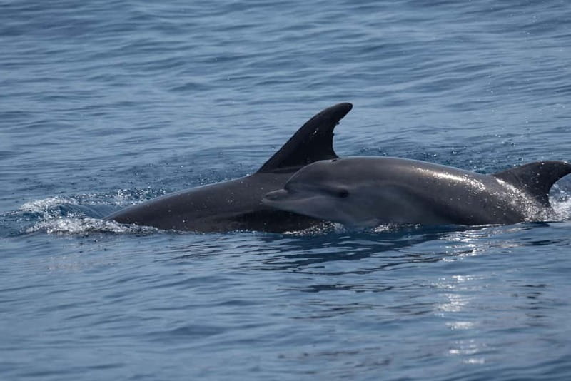 Costa Calma: Fuerteventura Dolphin Watching Boat Tour - Wildlife you might see beyond dolphins