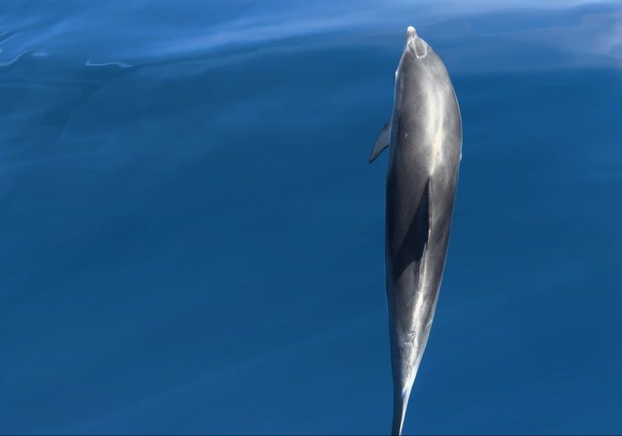 Costa Calma: Fuerteventura Dolphin Watching Boat Tour - When to book, and when to keep your plans flexible