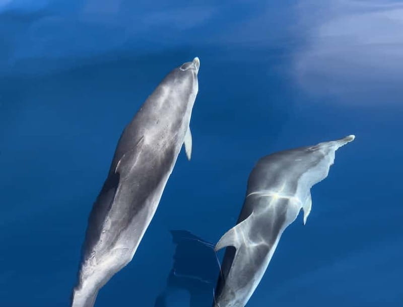 Costa Calma: Fuerteventura Dolphin Watching Boat Tour - From your hotel to the Atlantic