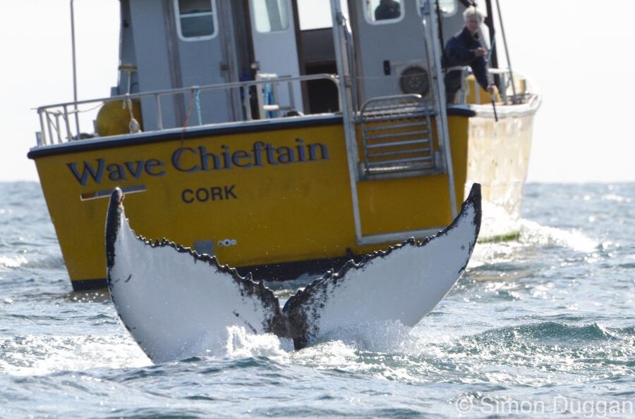 County Cork: Whale & Dolphin Watching Boat Trip - Quick take: what makes this boat trip special