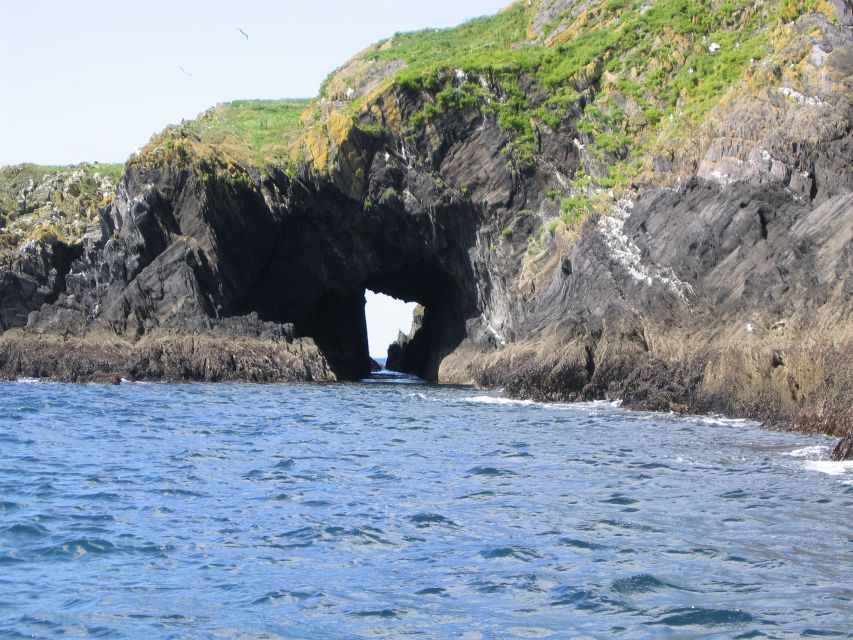 County Cork: Whale & Dolphin Watching Boat Trip - Should you book the Baltimore whale trip?