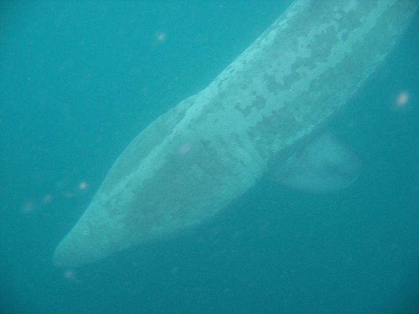 County Cork: Whale & Dolphin Watching Boat Trip - Leaving Baltimore on the Wave Chieftain