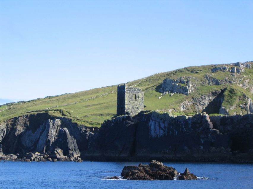 County Cork: Whale & Dolphin Watching Boat Trip - What you might see from dolphins to whales