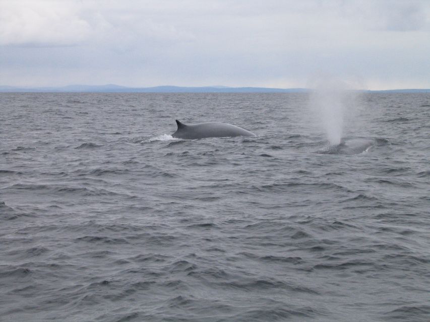 County Cork: Whale & Dolphin Watching Boat Trip - A guide who keeps the search moving