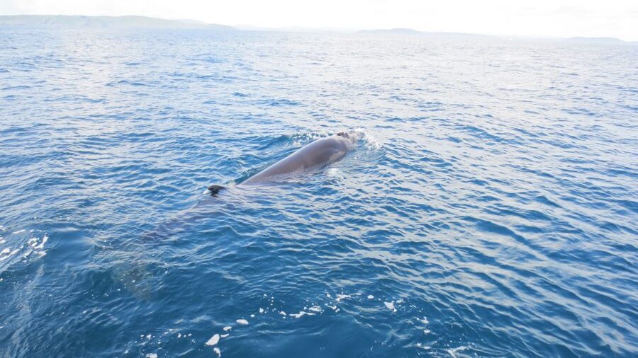 County Cork: Whale & Dolphin Watching Boat Trip - Comfort on a boat that faces real weather