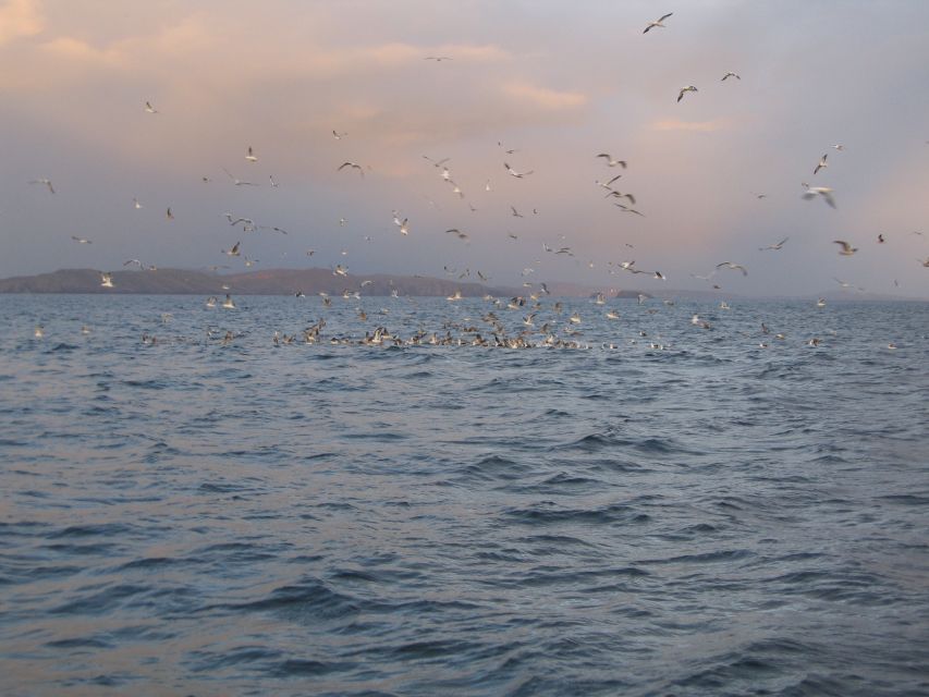 County Cork: Whale & Dolphin Watching Boat Trip - How to make the most of your morning or afternoon