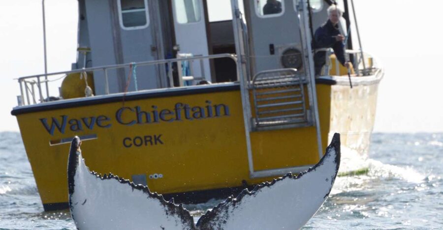 County Cork: Whale & Dolphin Watching Boat Trip - Offshore islands and open Atlantic views