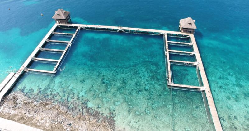 Cozumel: Dolphin Royal Connection and Manatee Interaction - Understanding the dolphin anatomy session