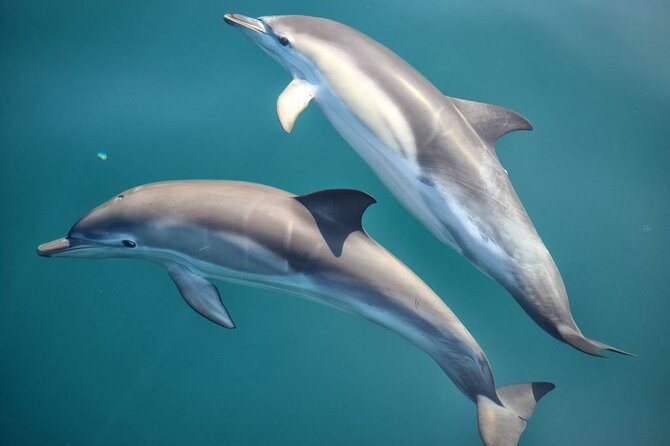 Cruise and Snorkeling with Dolphins Including Lunch from Hurghada - The open-sea search for dolphins