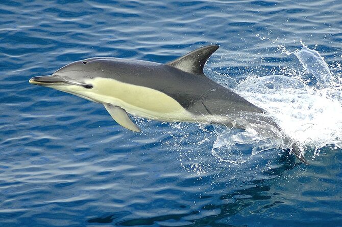 Cruise and Snorkeling with Dolphins Including Lunch from Hurghada - Banana boats and sofa boats add some fun