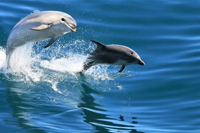 Cruise and Snorkeling with Dolphins Including Lunch from Hurghada - Service, cleanliness, and the people running the day