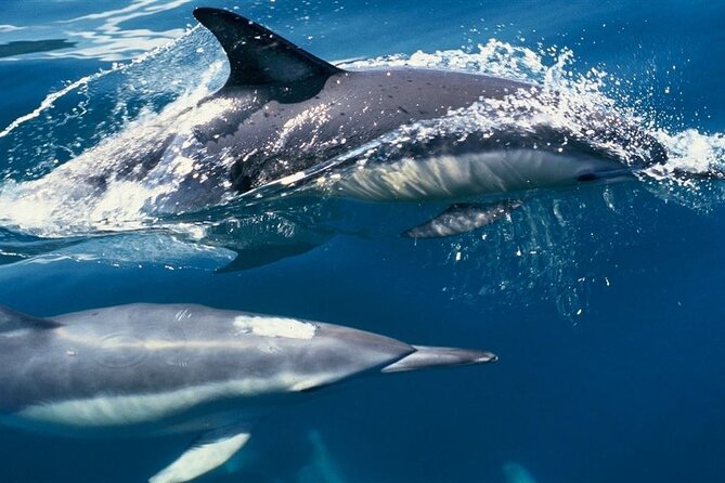 Cruise and Snorkeling with Dolphins Including Lunch from Hurghada - Two snorkeling stops over Red Sea reefs