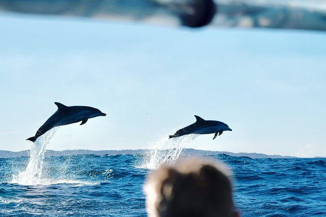 Cruise with Dolphins in Byron Bay - Key Points to Know Before You Book
