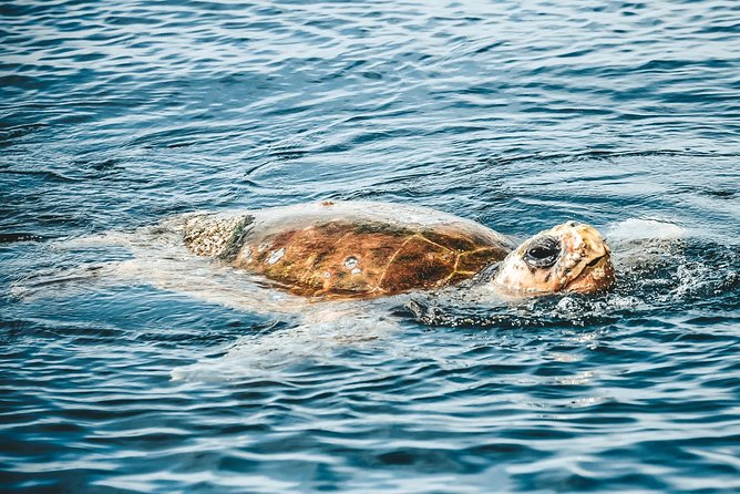 Cruise with Dolphins in Byron Bay - What This Ballina Dolphin Cruise Is Really Like