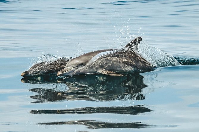 Cruise with Dolphins in Byron Bay - Learning From the Marine Biologist