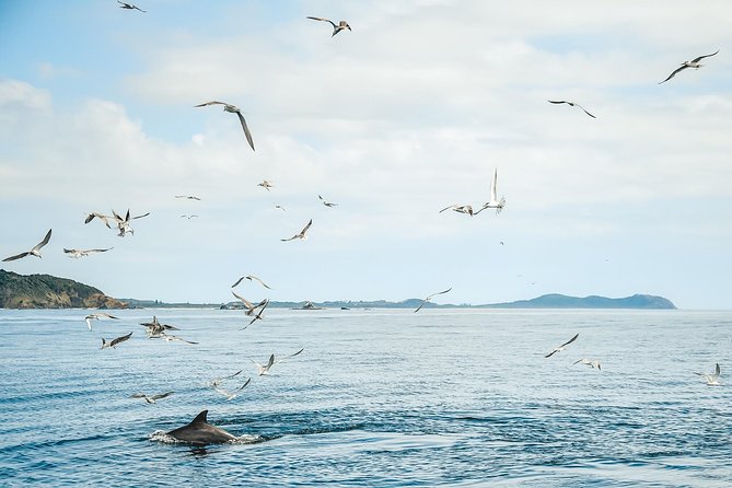 Cruise with Dolphins in Byron Bay - Is $68.14 Good Value?
