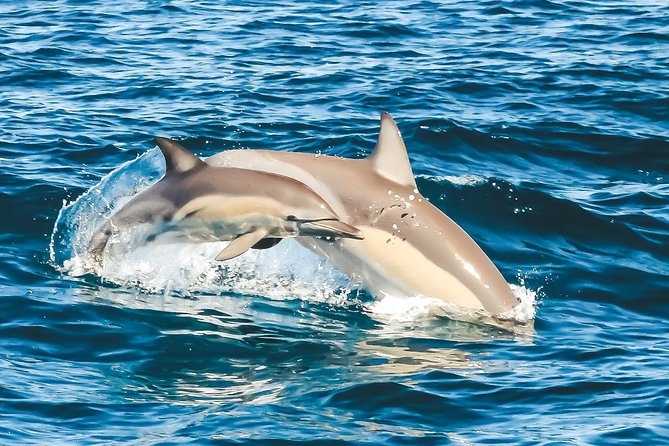 Cruise with Dolphins in Byron Bay - Practical Details That Matter