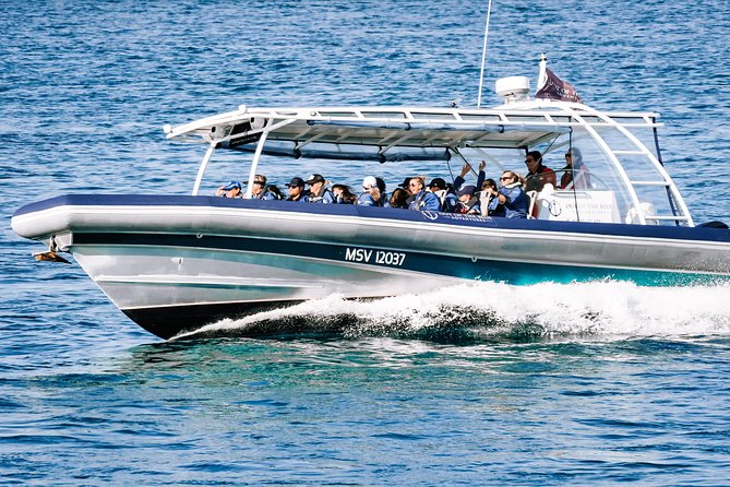 Cruise with Dolphins in Byron Bay - Starting at Lance Ferris Wharf in Ballina