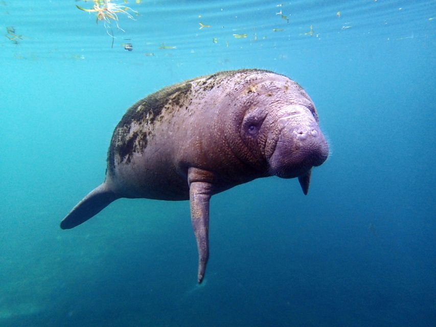 Crystal River: Snorkel with Manatees & Dolphin Airboat Trip - Key details before you book