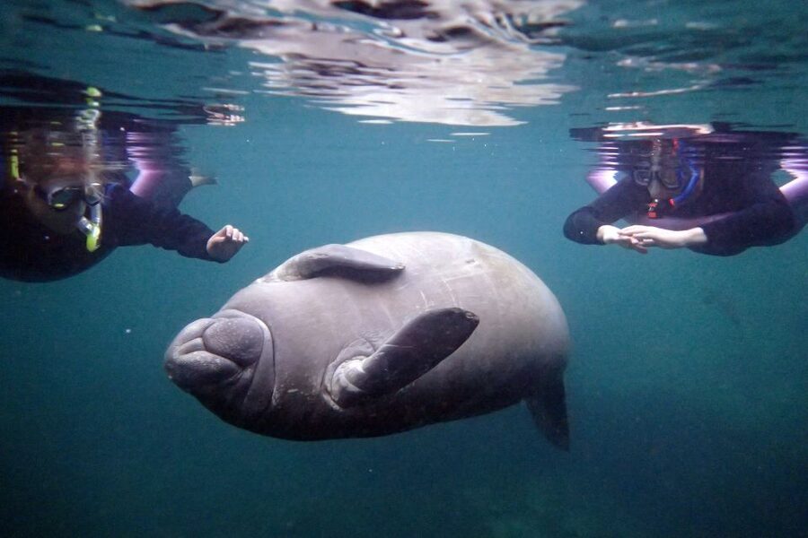 Crystal River: Snorkel with Manatees & Dolphin Airboat Trip - Three hours in the spring-fed refuge