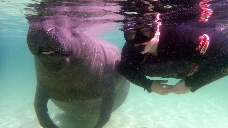 Crystal River: Snorkel with Manatees & Dolphin Airboat Trip - Starting at the Manatee Tour Center