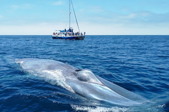 Dana Point Dolphin and Whale Watching with Underwater Viewing - The harbor is part of the wildlife show