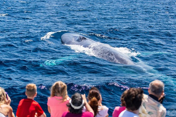 Dana Point Dolphin and Whale Watching with Underwater Viewing - What the naturalist adds to the ride