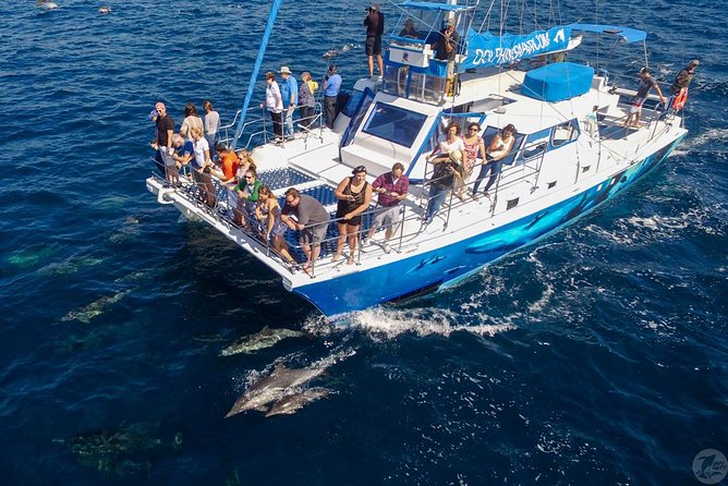 Dana Point Dolphin and Whale Watching with Underwater Viewing - Choosing your spot and preparing for the ocean