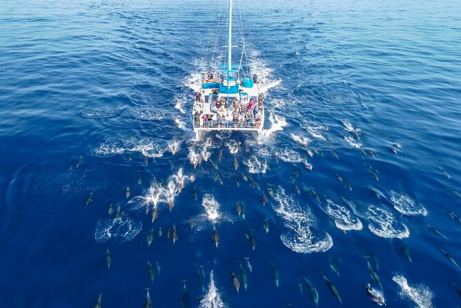 Dana Point Dolphin and Whale Watching with Underwater Viewing - Searching open water for whales and dolphins