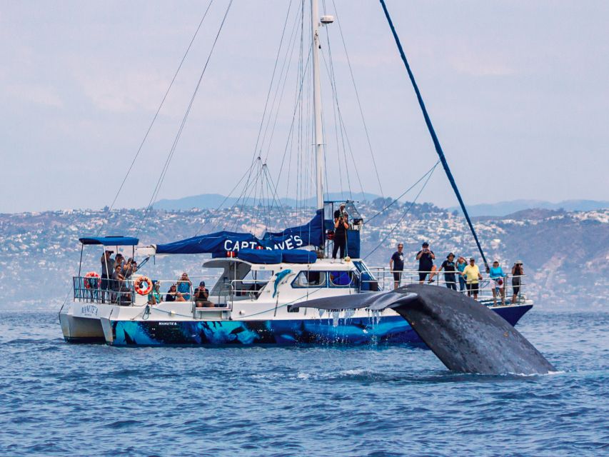 Dana Point Dolphin & Whale Watching With Underwater Viewing - Key points at a glance